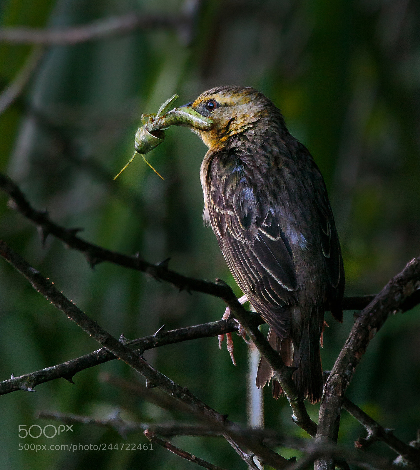 Canon EOS 7D Mark II sample photo. Feasting time photography