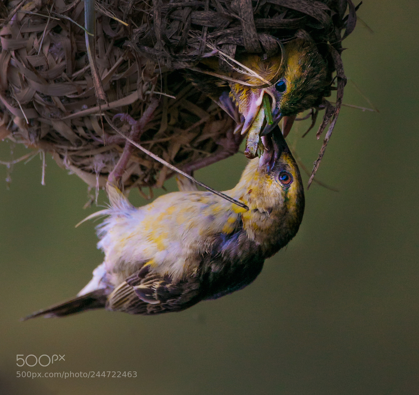 Canon EOS 7D Mark II sample photo. Feeding time photography