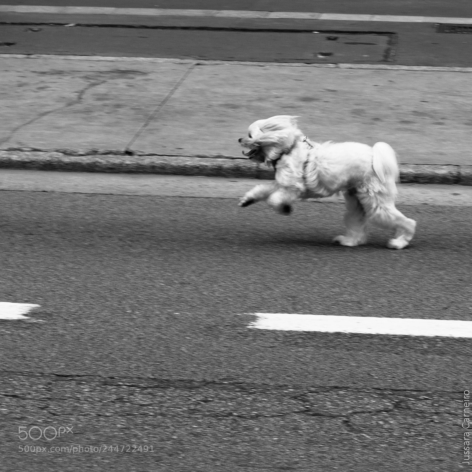 Canon EOS 70D sample photo. Maltese dog is running photography