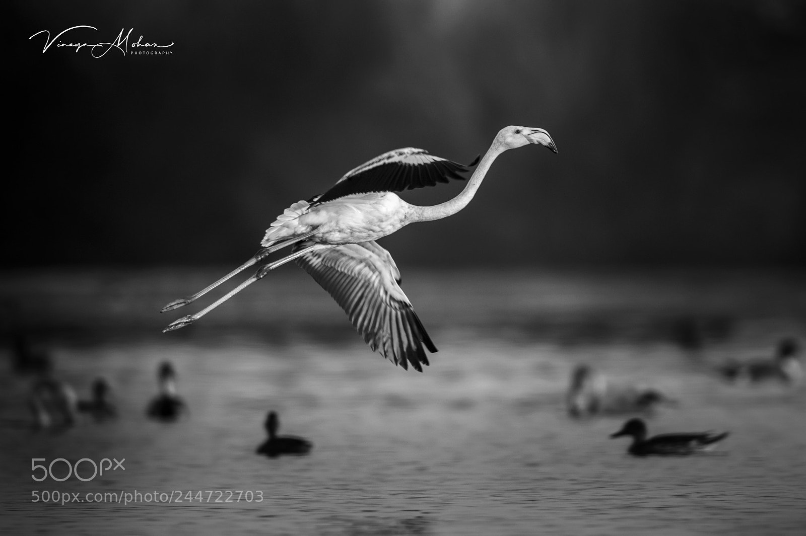 Nikon D4S sample photo. Flamingo photography
