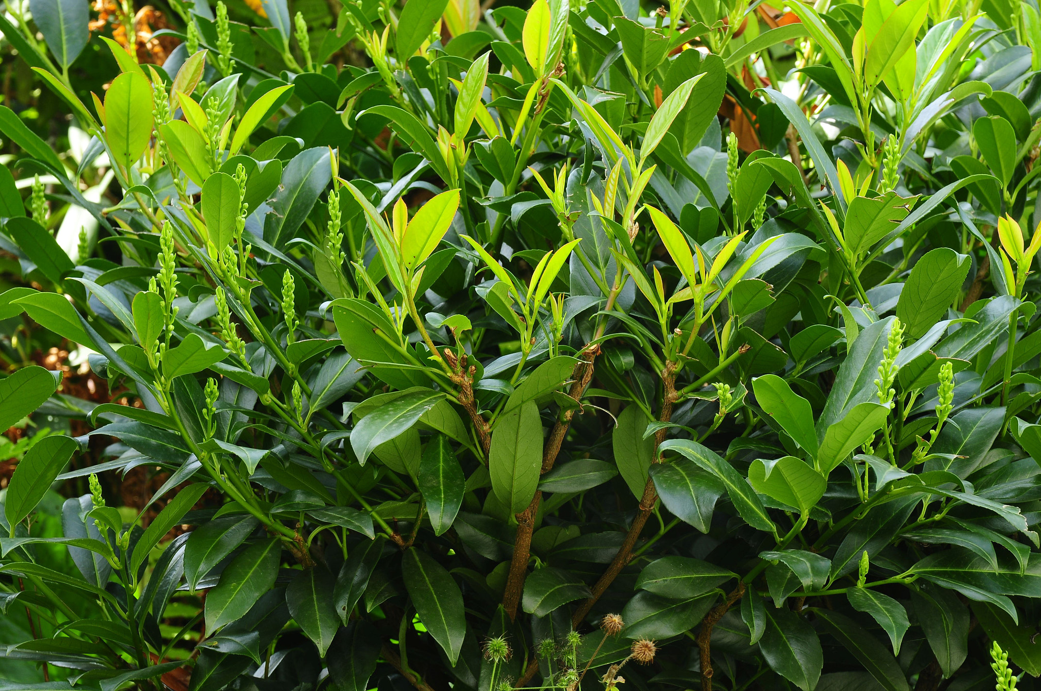 Nikon D300 sample photo. Green photography