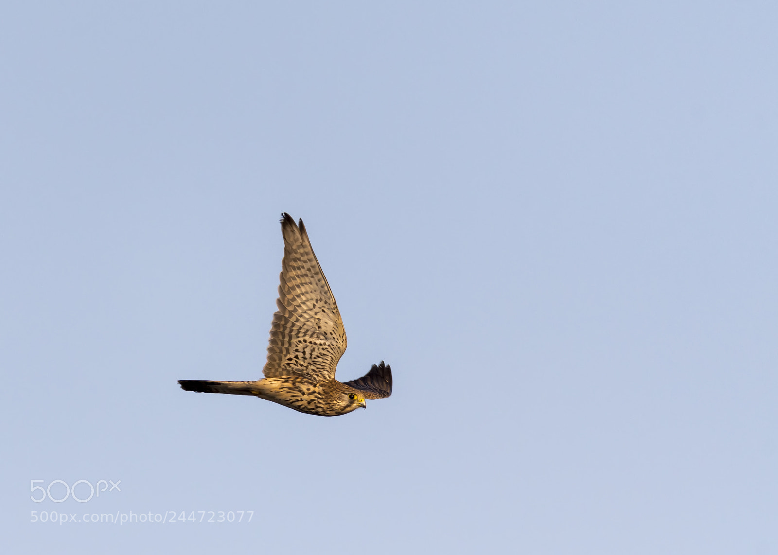 Nikon D500 sample photo. Female kestral photography