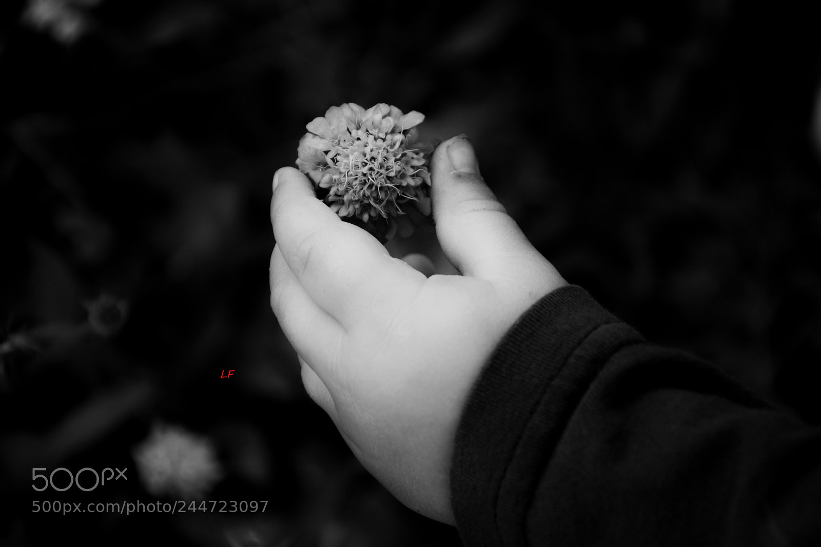 Nikon D7100 sample photo. Dave bw photography