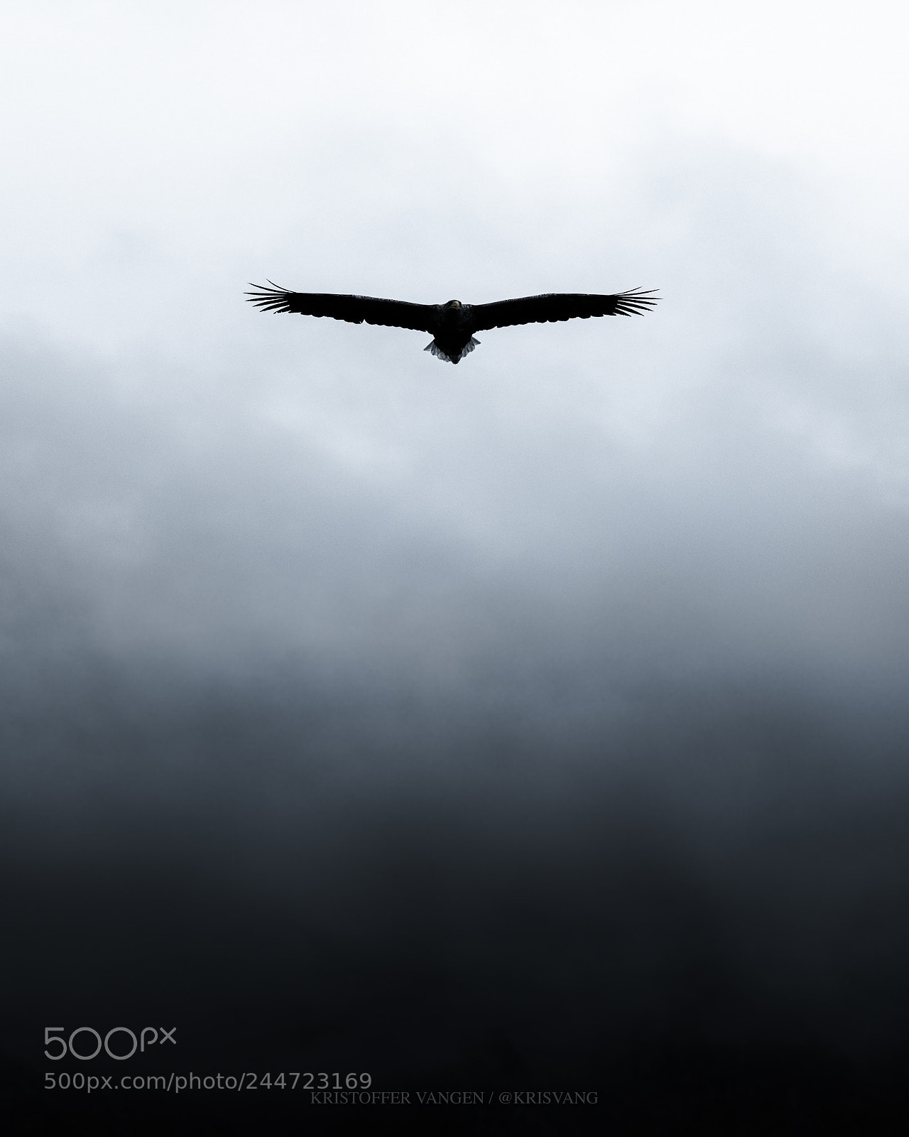 Nikon D810 sample photo. Sea eagle in lofoten photography