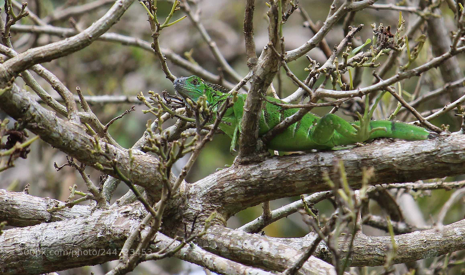 Canon EOS 700D (EOS Rebel T5i / EOS Kiss X7i) sample photo. Iguana photography