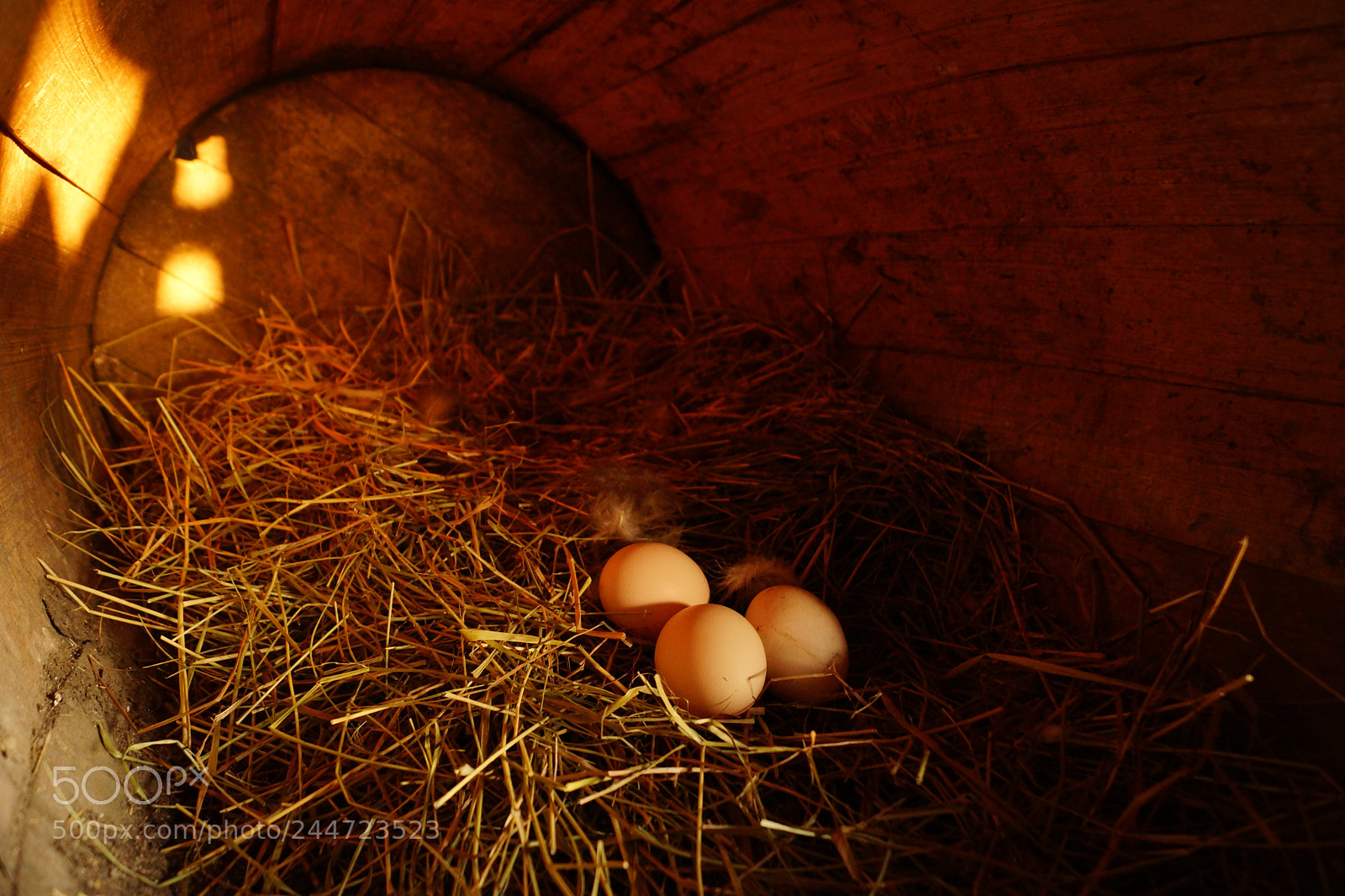 Sony SLT-A65 (SLT-A65V) sample photo. Chicken nest photography