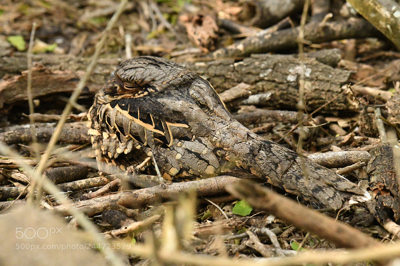 Nikon AF-S Nikkor 200-500mm F5.6E ED VR sample photo. Find the bird photography