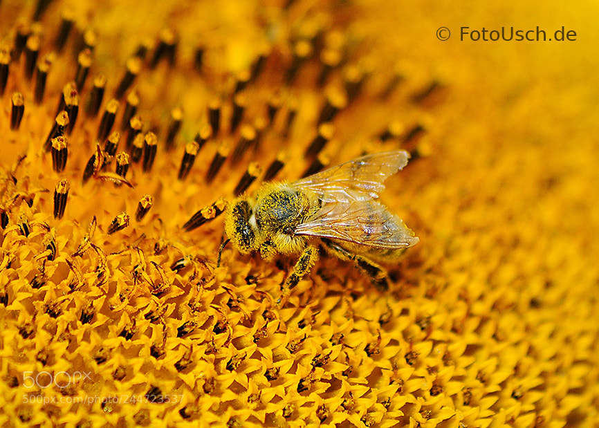 Nikon D90 sample photo. Biene photography