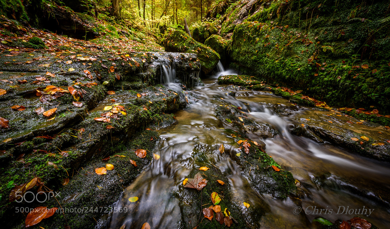 Nikon D810 sample photo. Saxon switzerland in autumn photography