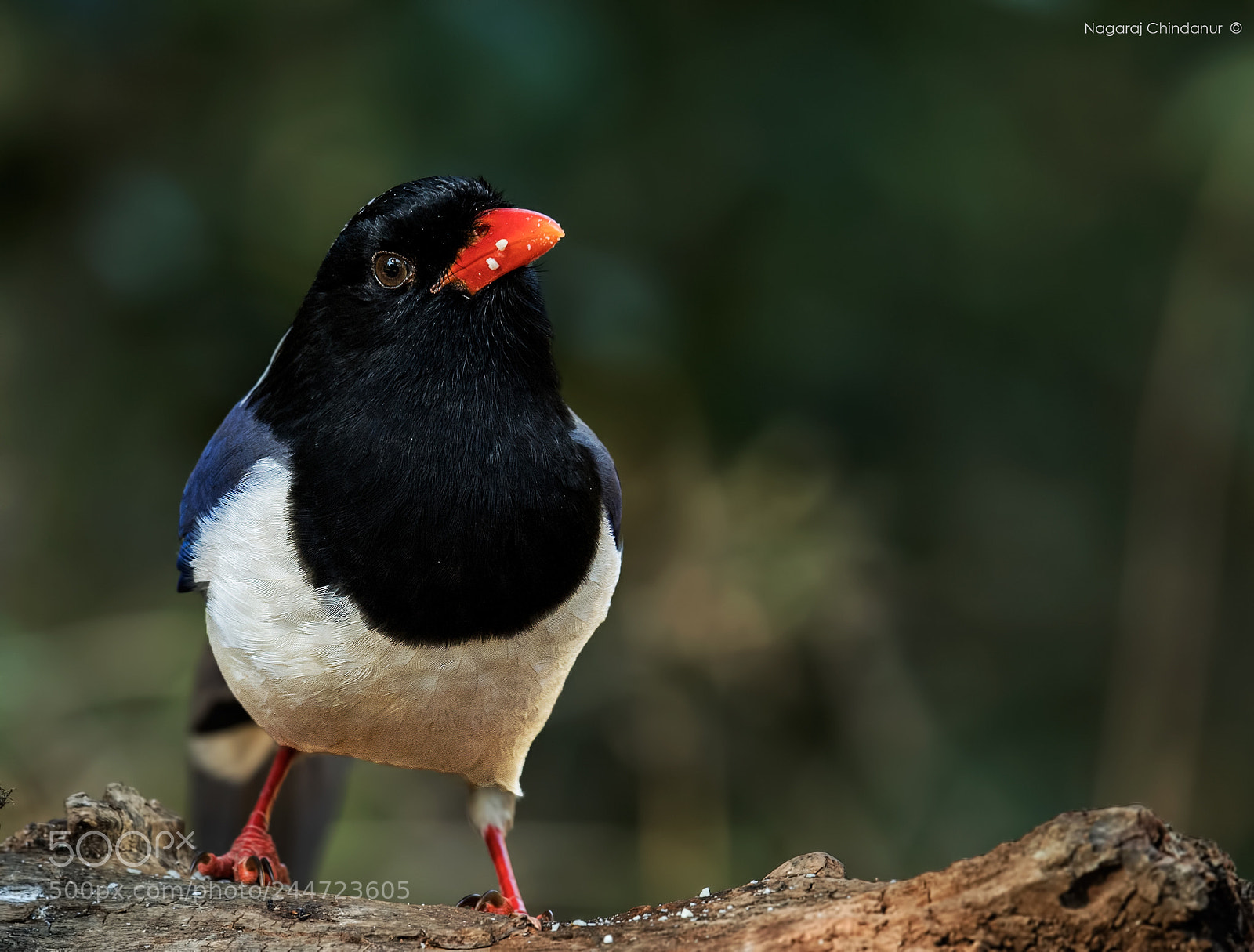 Nikon D5 sample photo. Red-billed blue magpie photography