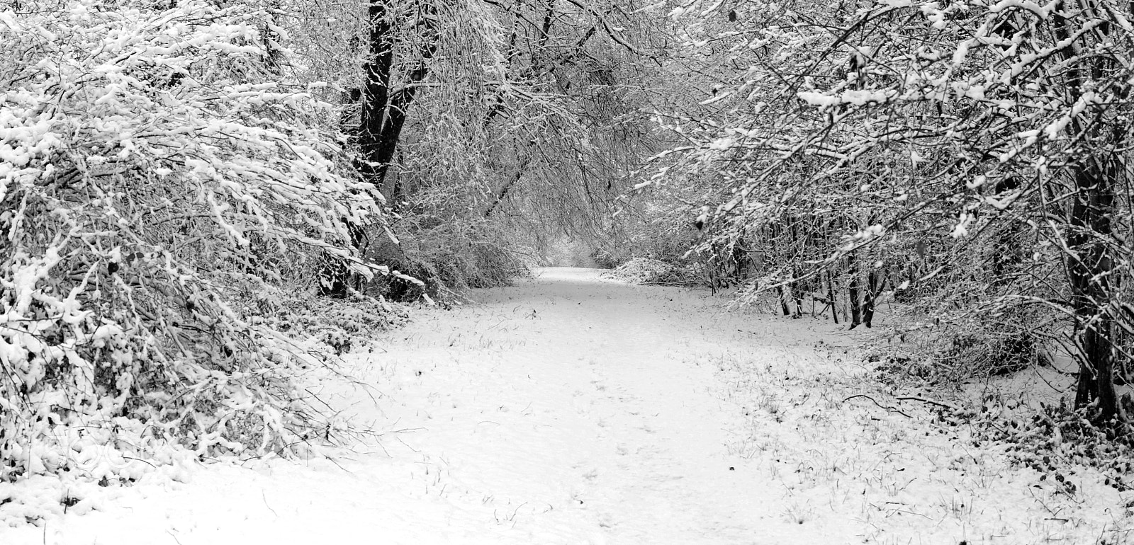 Nikon D600 sample photo. Winter wonderland photography