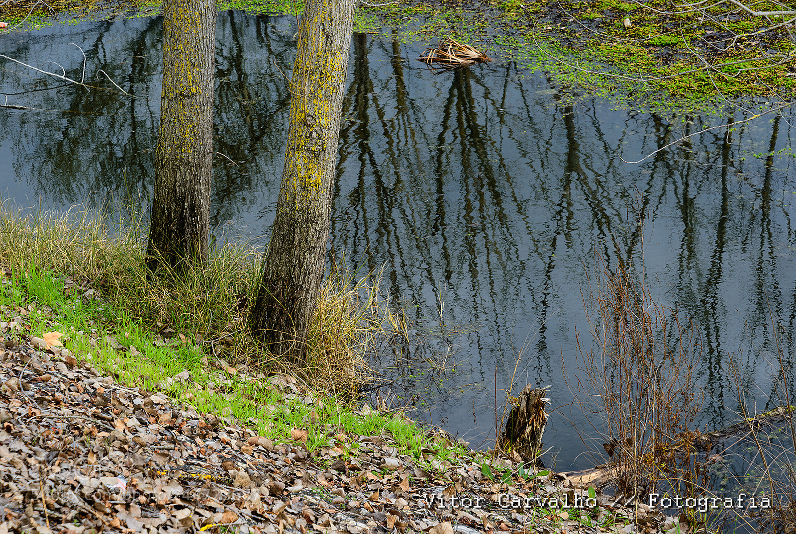 Nikon D800 sample photo. Reflexo photography