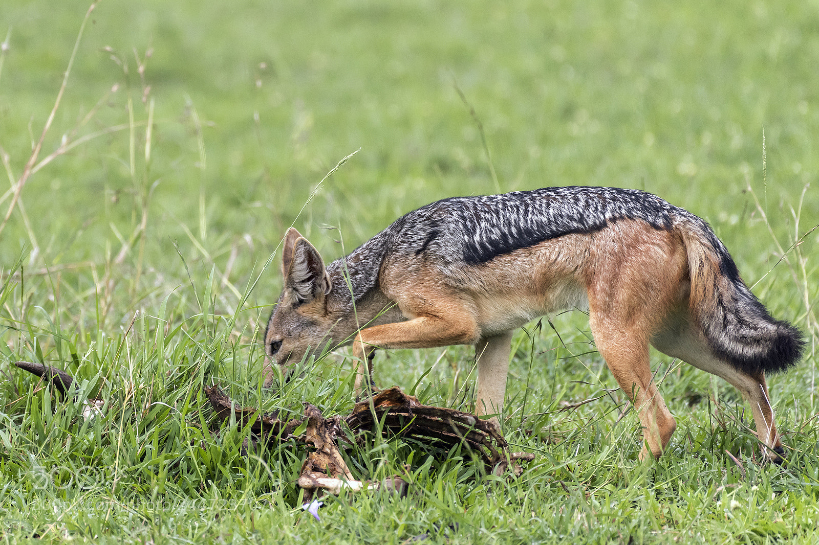 Nikon D810 sample photo. Any pickings left? photography