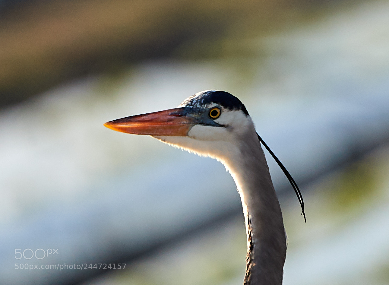 Canon EOS-1D X Mark II sample photo. 02-02-18-0001988.jpg photography