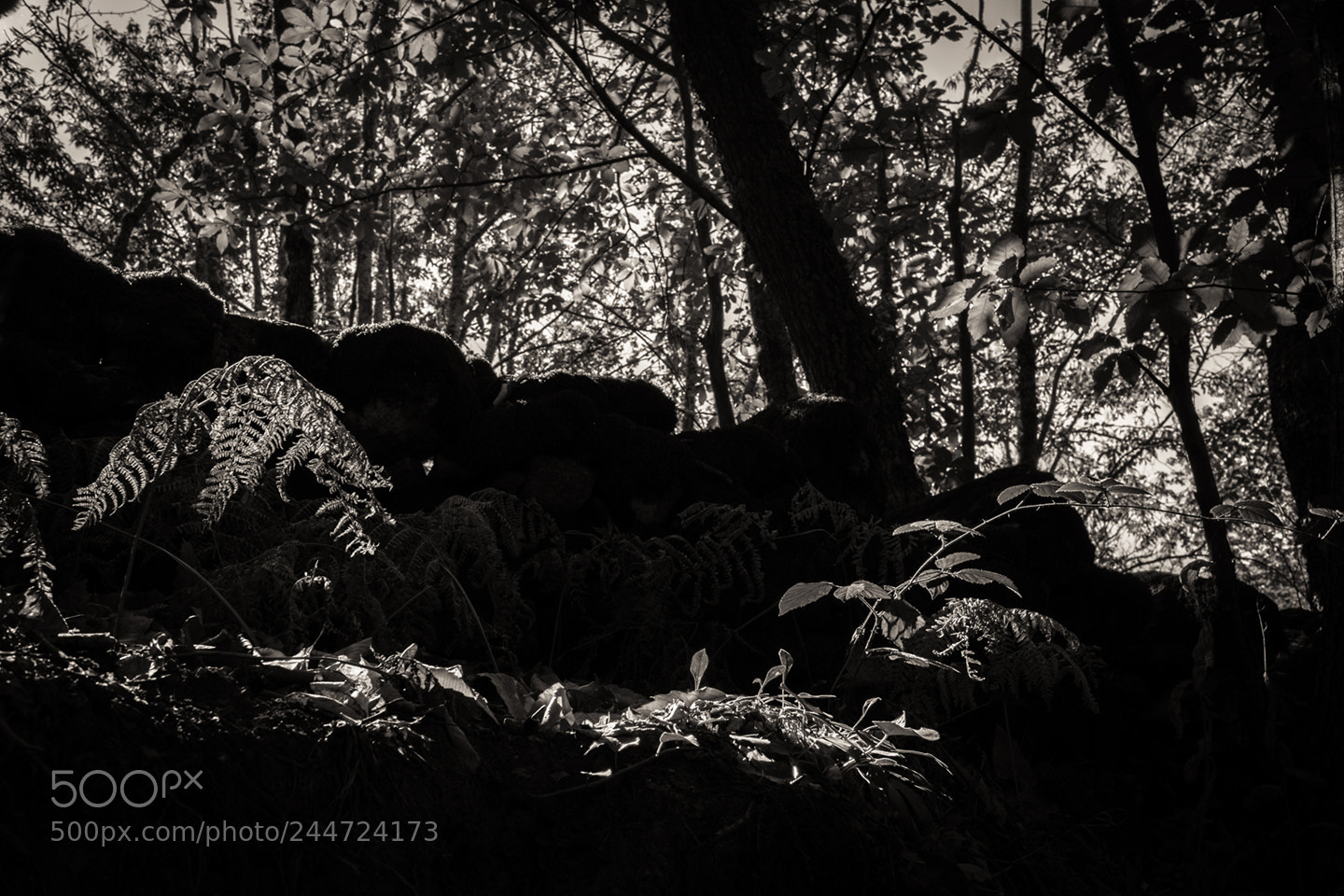 Fujifilm X-T1 sample photo. Oscuro otoño photography