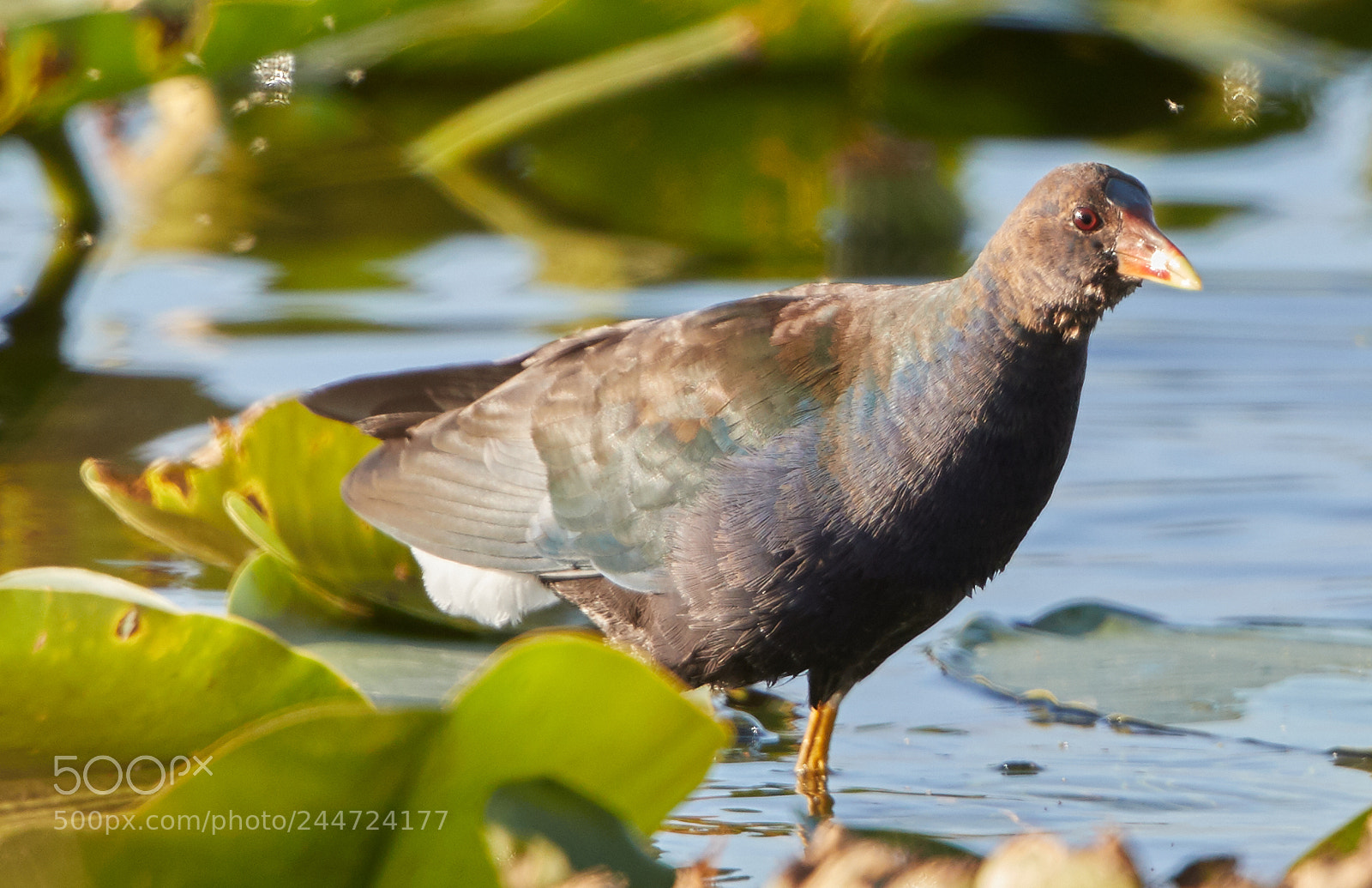 Canon EOS-1D X Mark II sample photo. 02-02-18-0001937.jpg photography