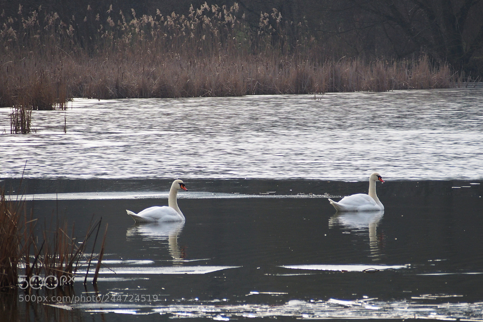 Olympus PEN E-PL6 sample photo. Relaxation photography