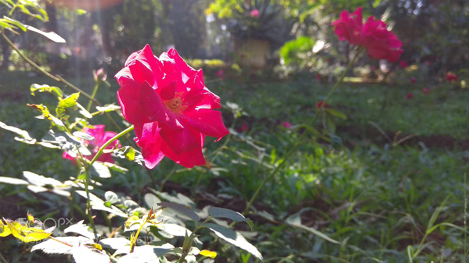 Xiaomi Redmi Note 4 sample photo. Untitled photography