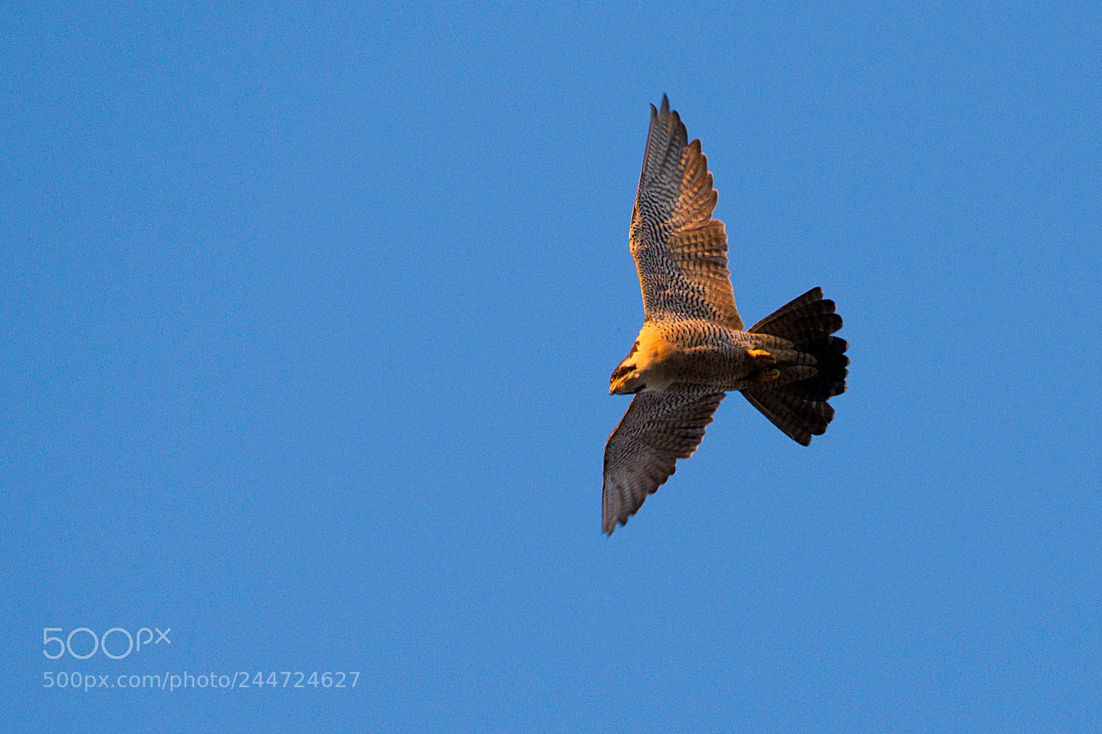 Pentax K-1 sample photo. Swoop down and turn photography