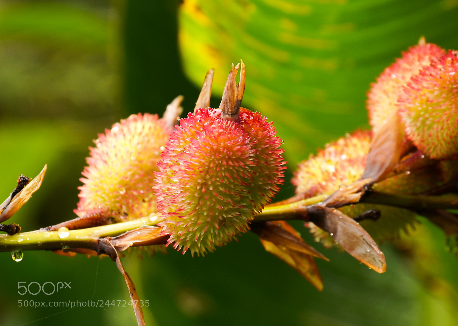 Sony SLT-A57 sample photo. Tropical flower fruit close photography