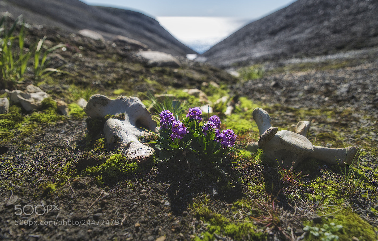 Nikon D800 sample photo. Life and death photography