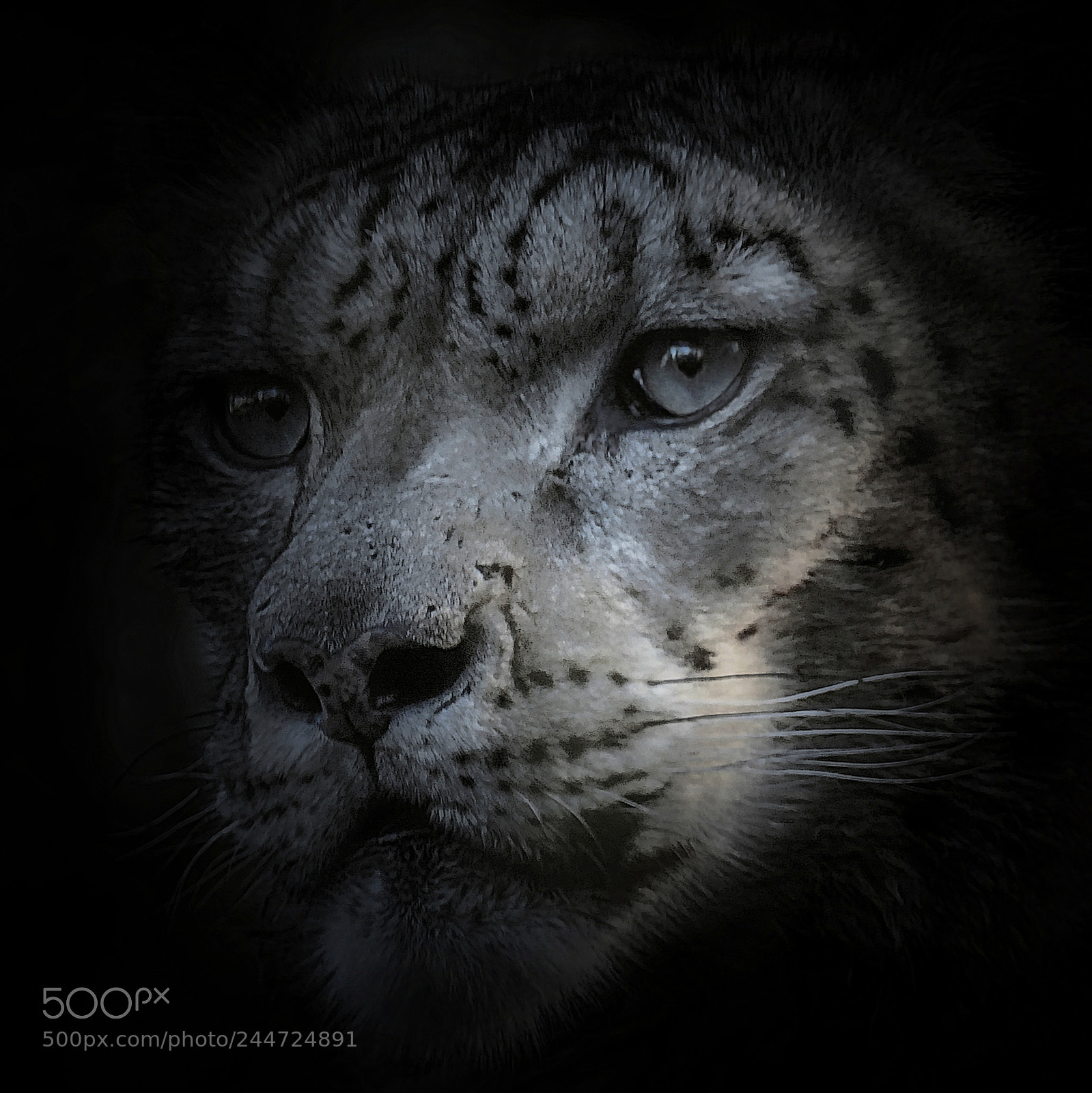 Nikon D500 sample photo. Snow leopard photography