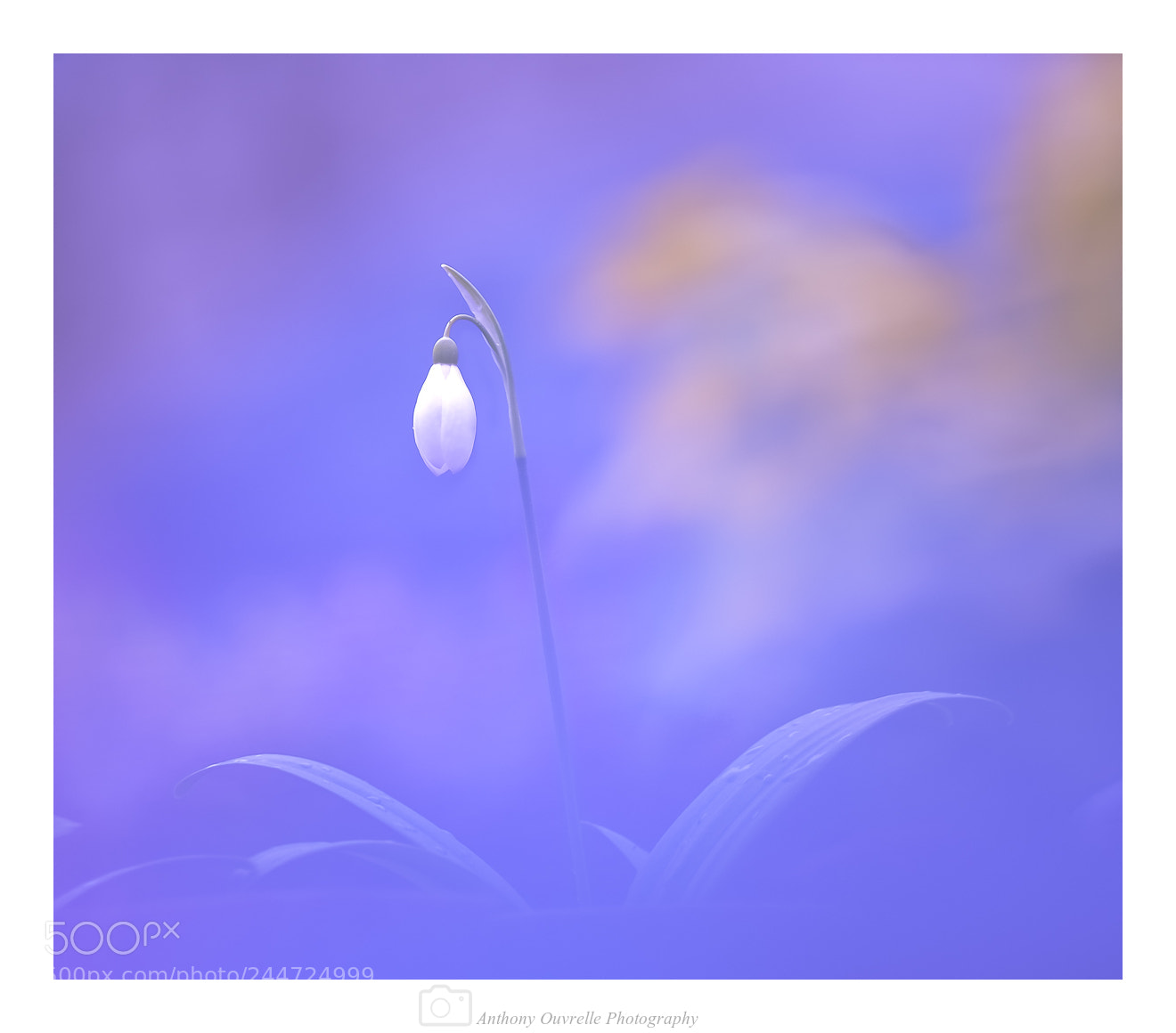 Nikon D5100 sample photo. "renaissance florale..." photography