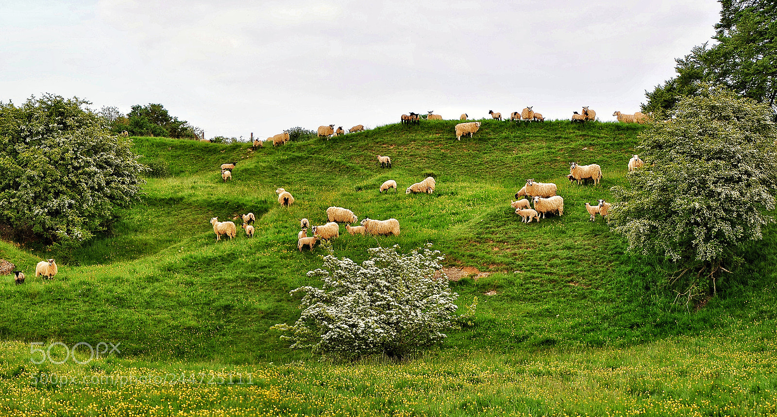 Nikon D3000 sample photo. A flock in may photography