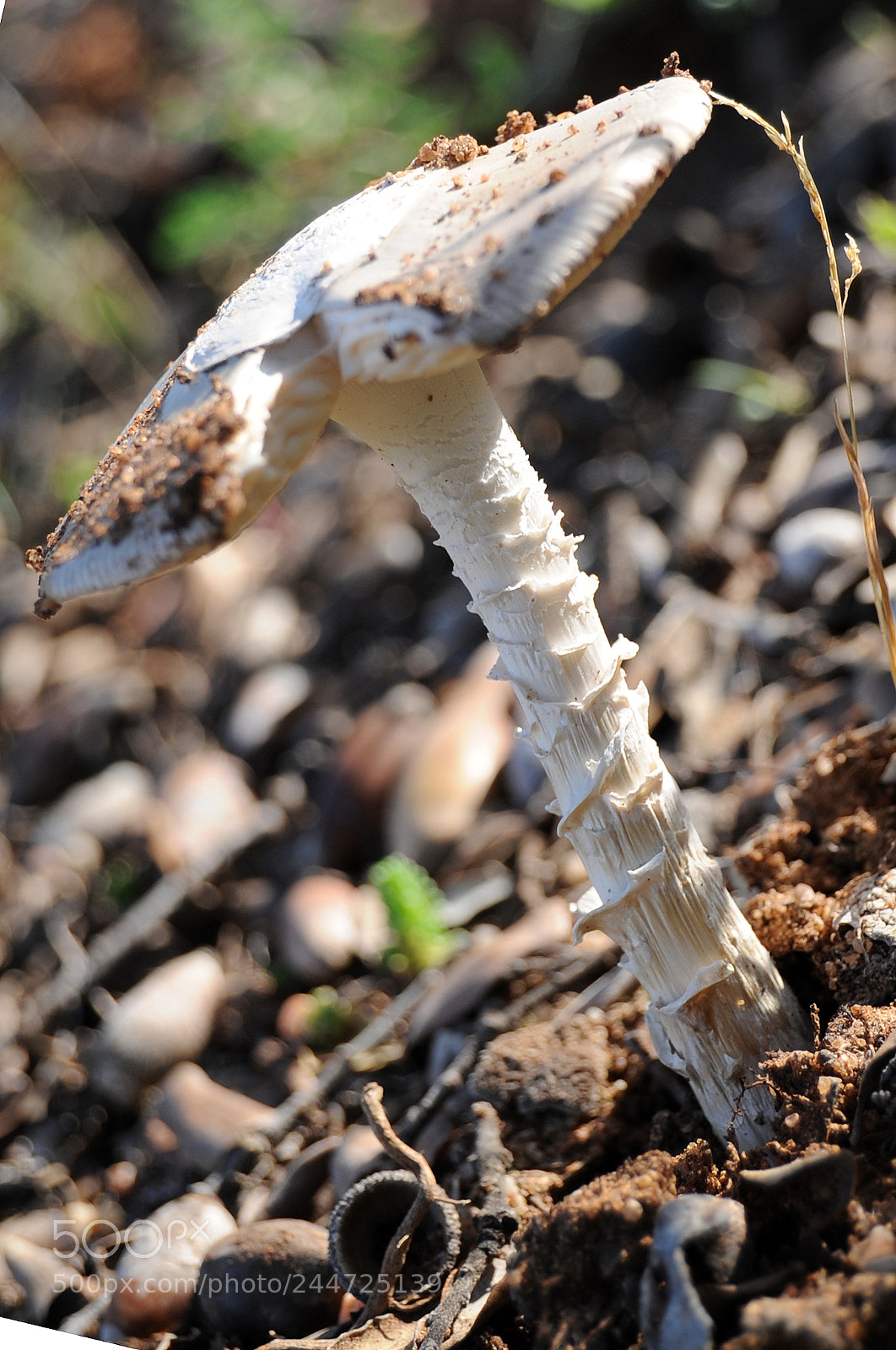 Nikon D700 sample photo. Amanita virosa photography