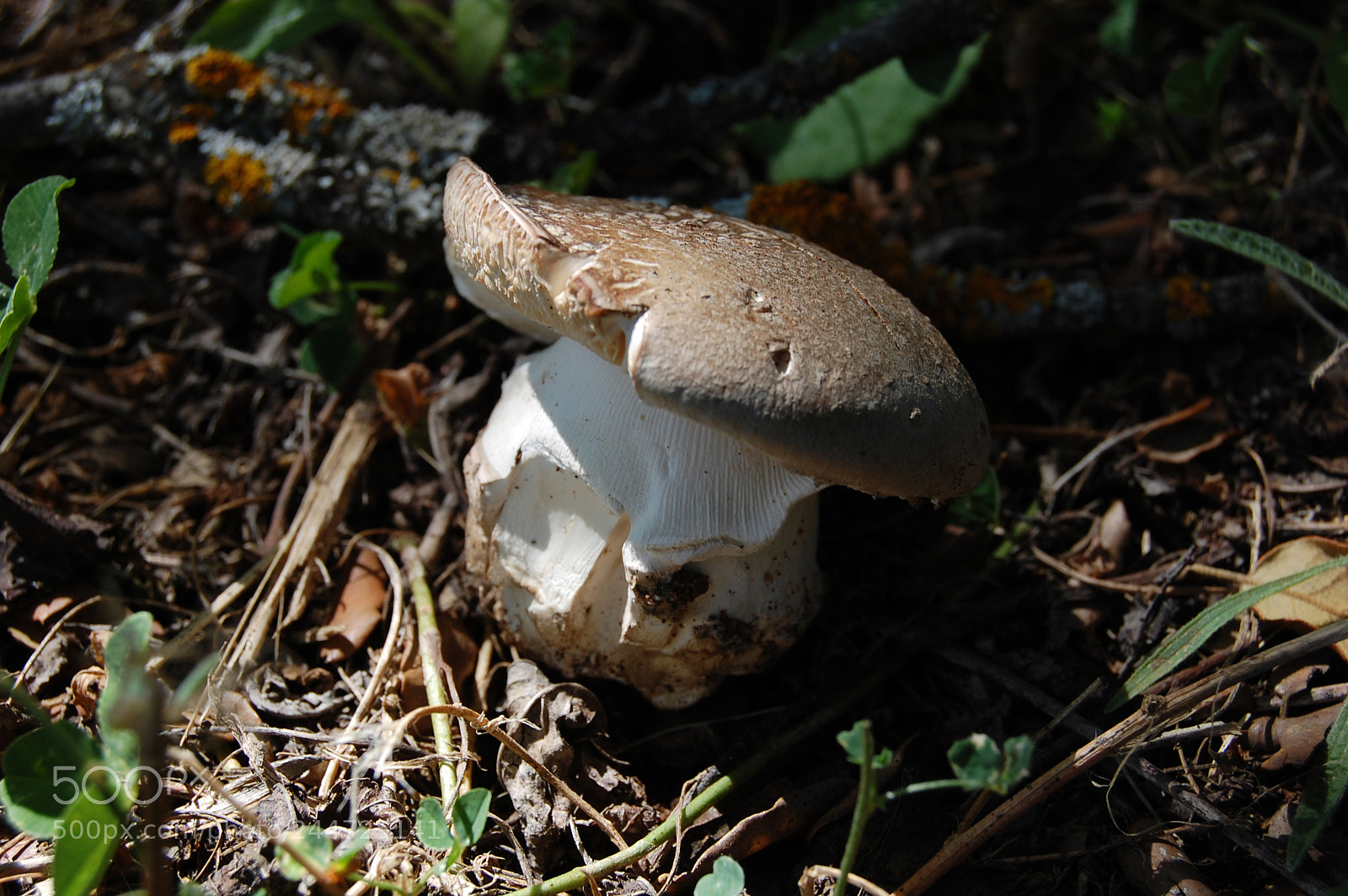 Nikon D40 sample photo. Amanita spissa photography