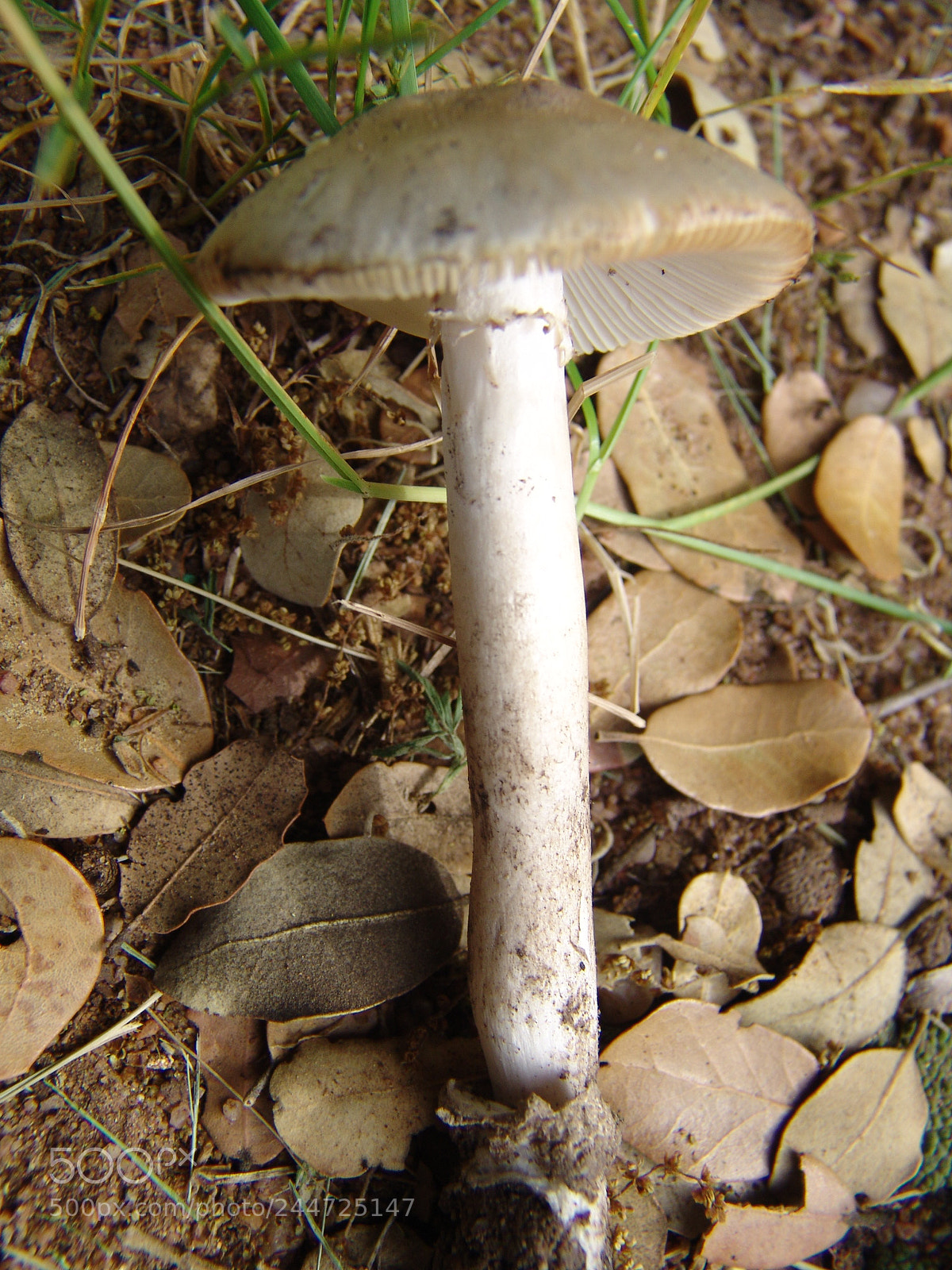 Sony DSC-F828 sample photo. Amanita verna photography