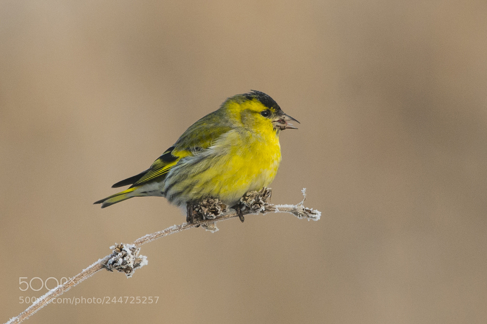 Nikon D7100 sample photo. Eurasian siskin photography