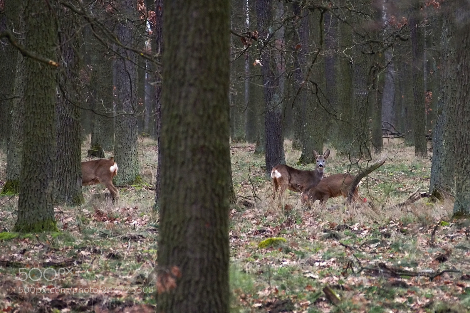 Olympus PEN E-PL6 sample photo. In the forest photography