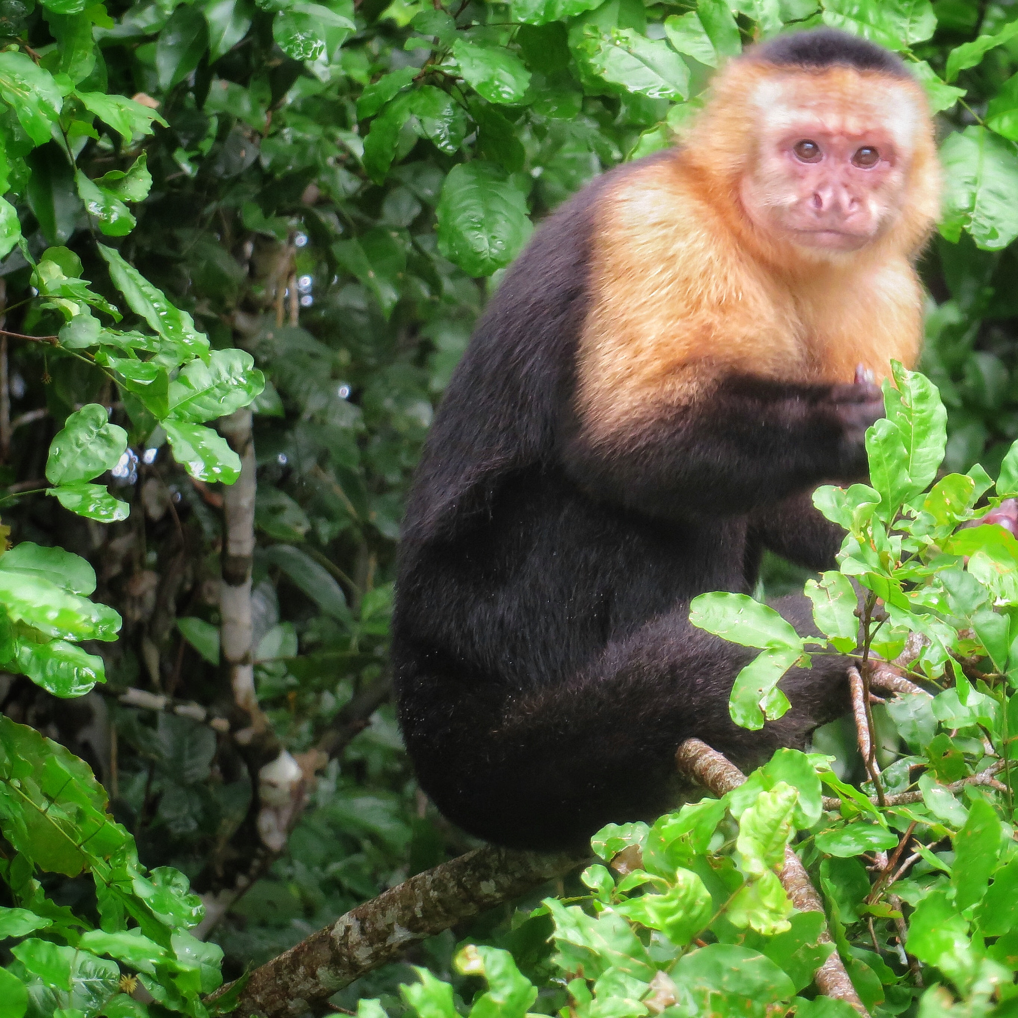 Canon PowerShot SX280 HS sample photo. Capuchin monkey photography