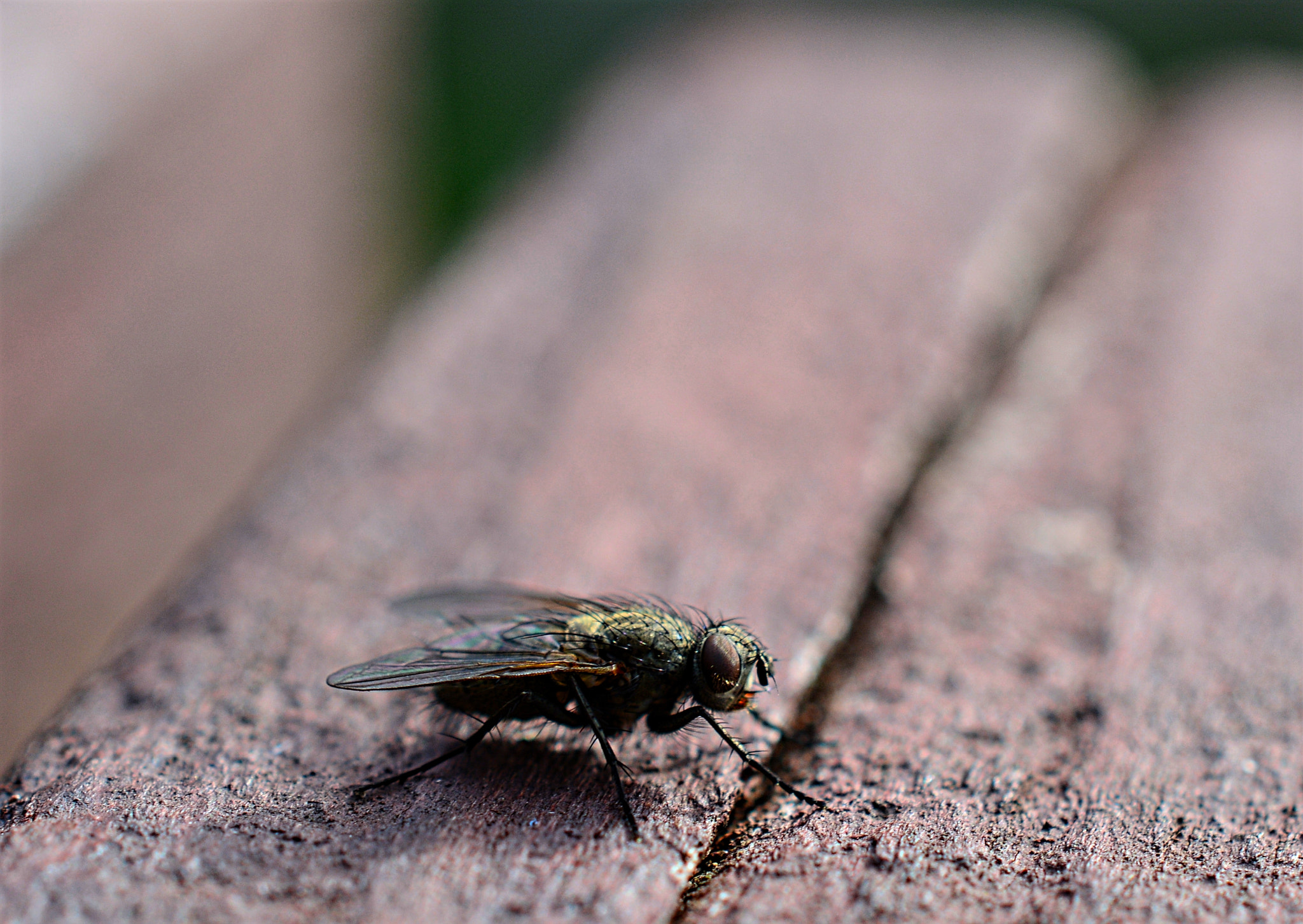 Nikon D5200 + Nikon AF-S DX Micro Nikkor 40mm F2.8 sample photo. Fly on the table photography