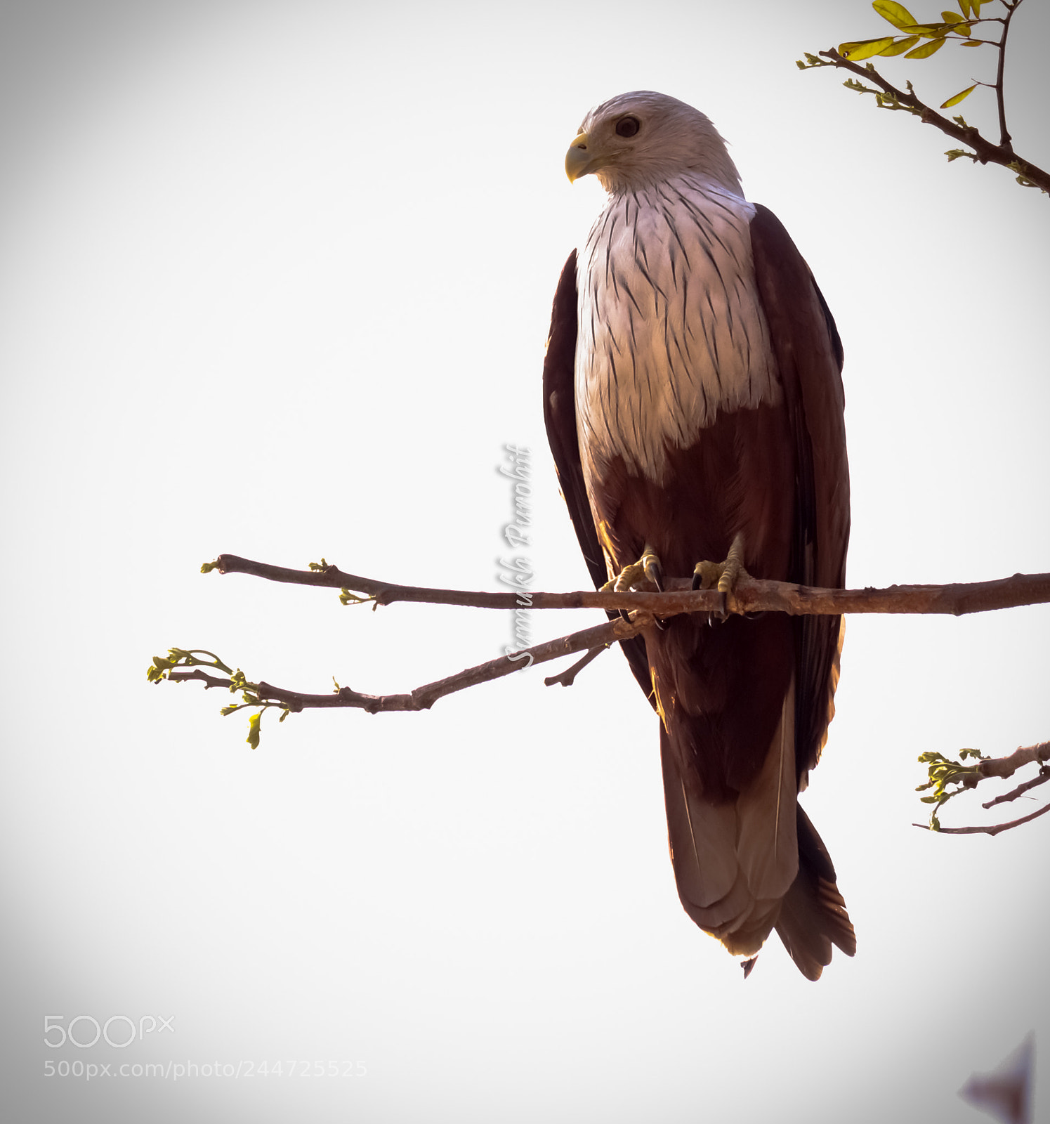 Canon EOS 200D (EOS Rebel SL2 / EOS Kiss X9) sample photo. Brahminy kite photography