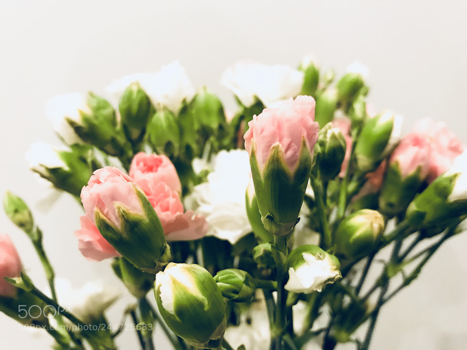 Apple iPhone 7 sample photo. Day 10. carnations photography