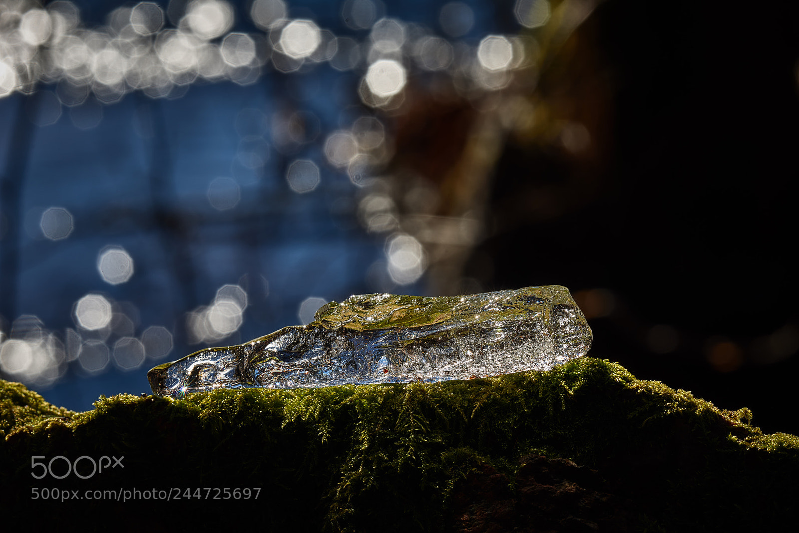 Nikon D800E sample photo. Ice ice baby photography