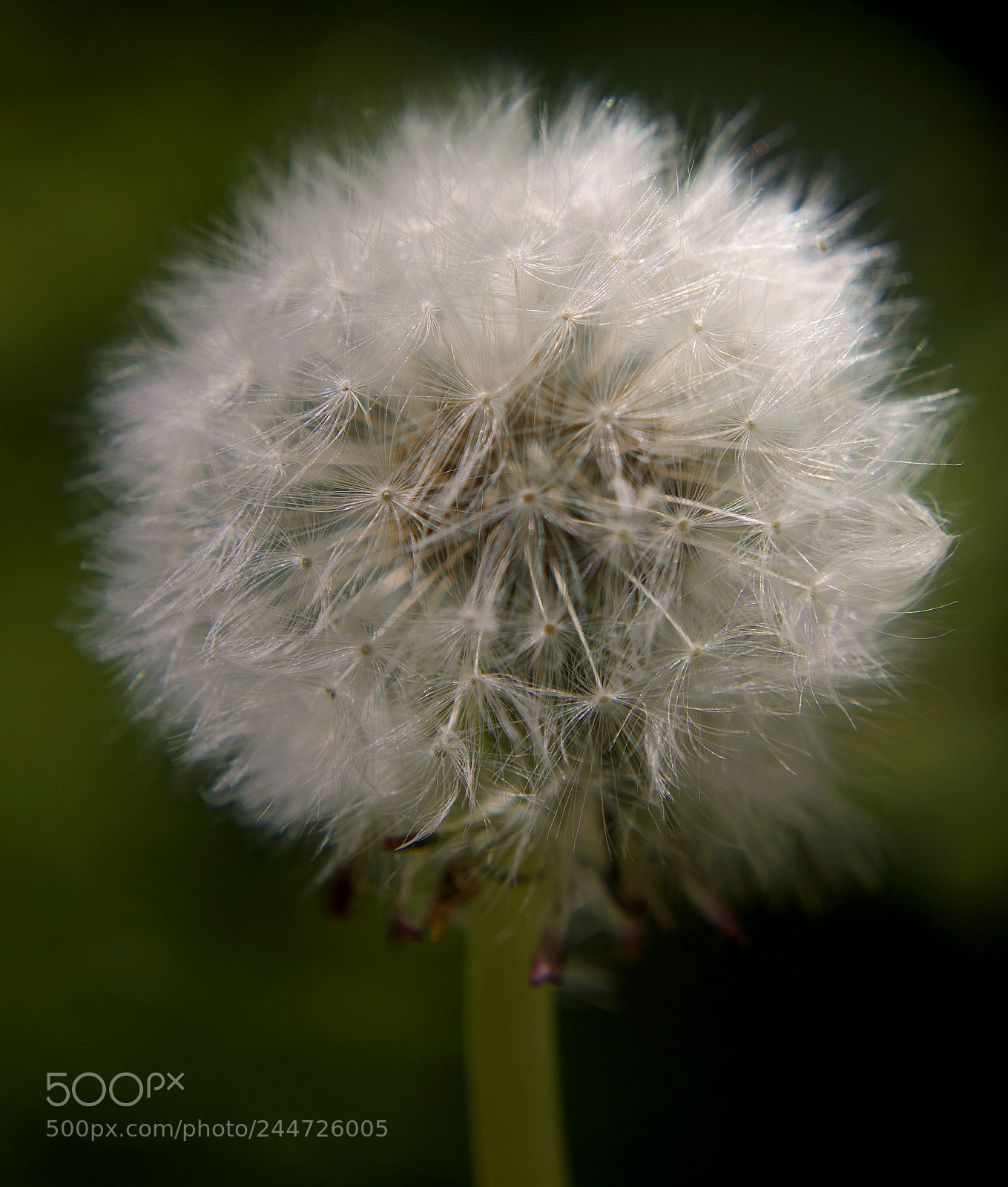 Nikon D5100 sample photo. Dandelion photography