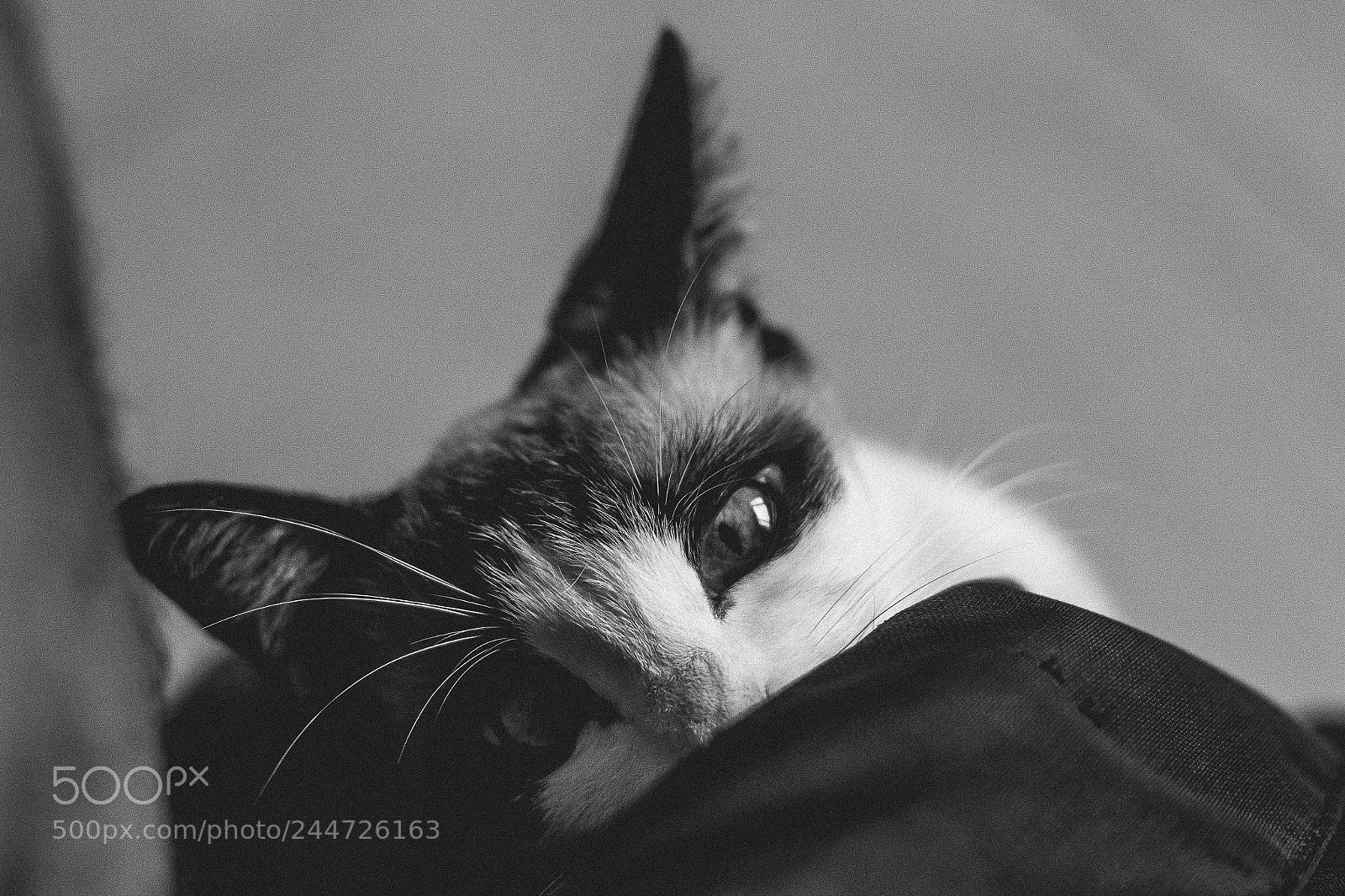 Canon EOS 700D (EOS Rebel T5i / EOS Kiss X7i) sample photo. The cat photography
