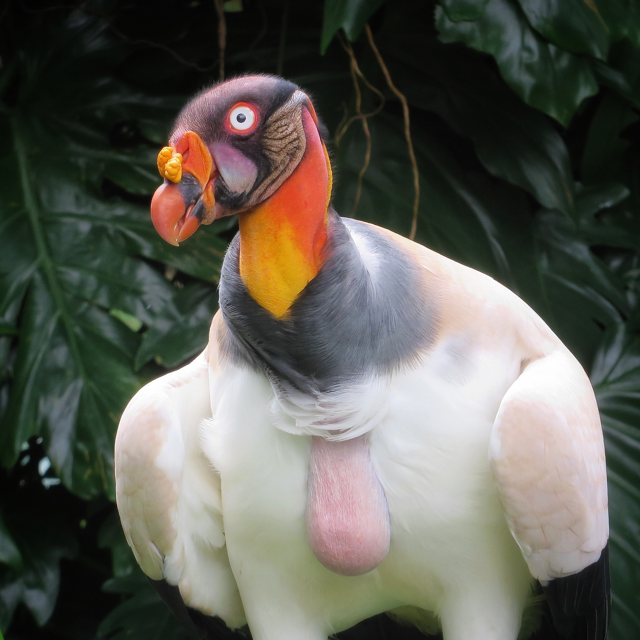 Canon PowerShot SX280 HS sample photo. King vulture photography