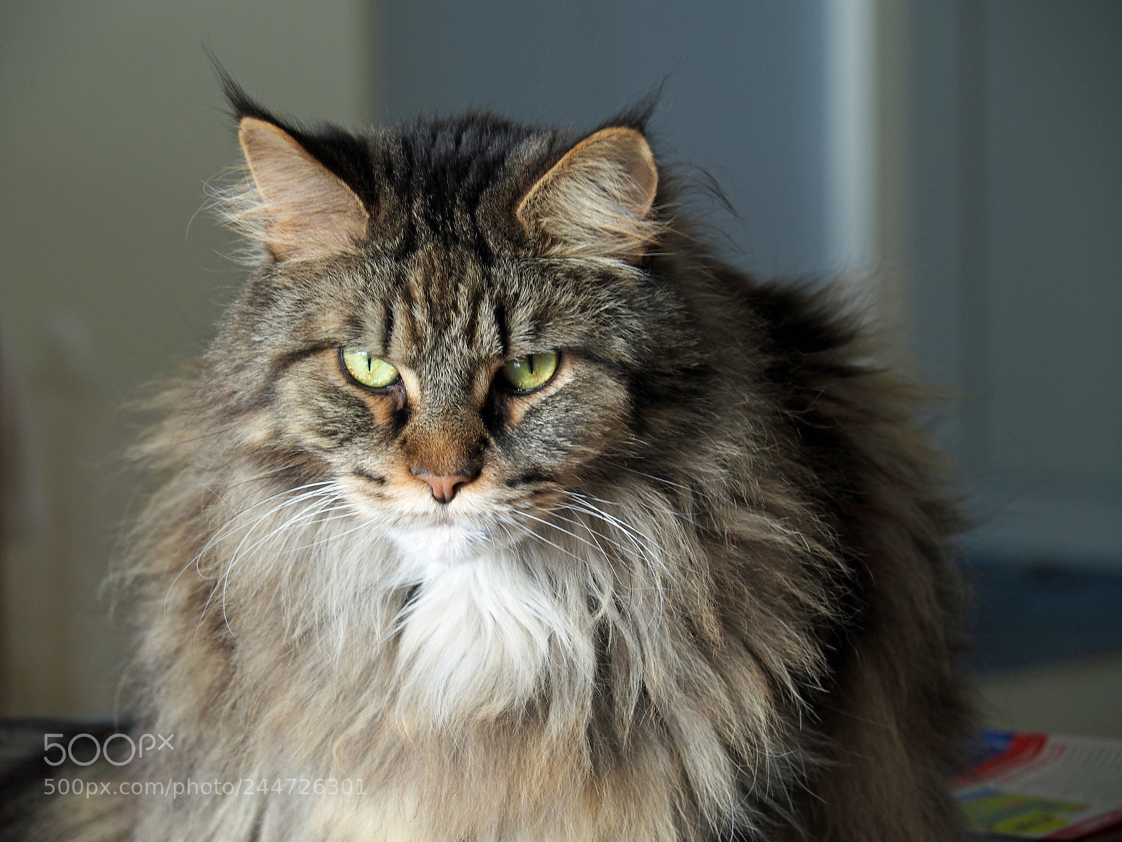 Olympus PEN-F sample photo. Maro, een maine coon photography
