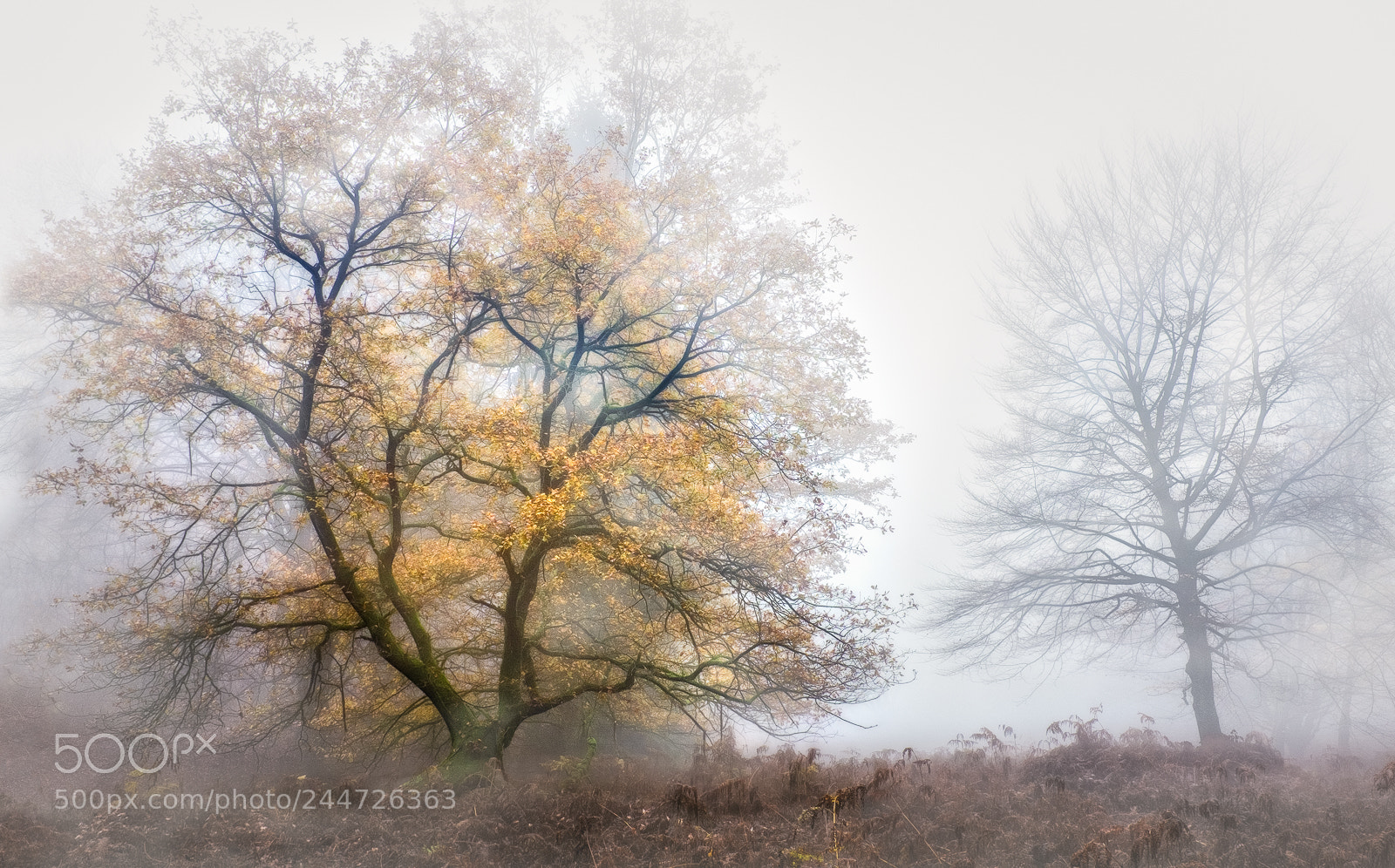 Fujifilm X100S sample photo. I love foggy days photography