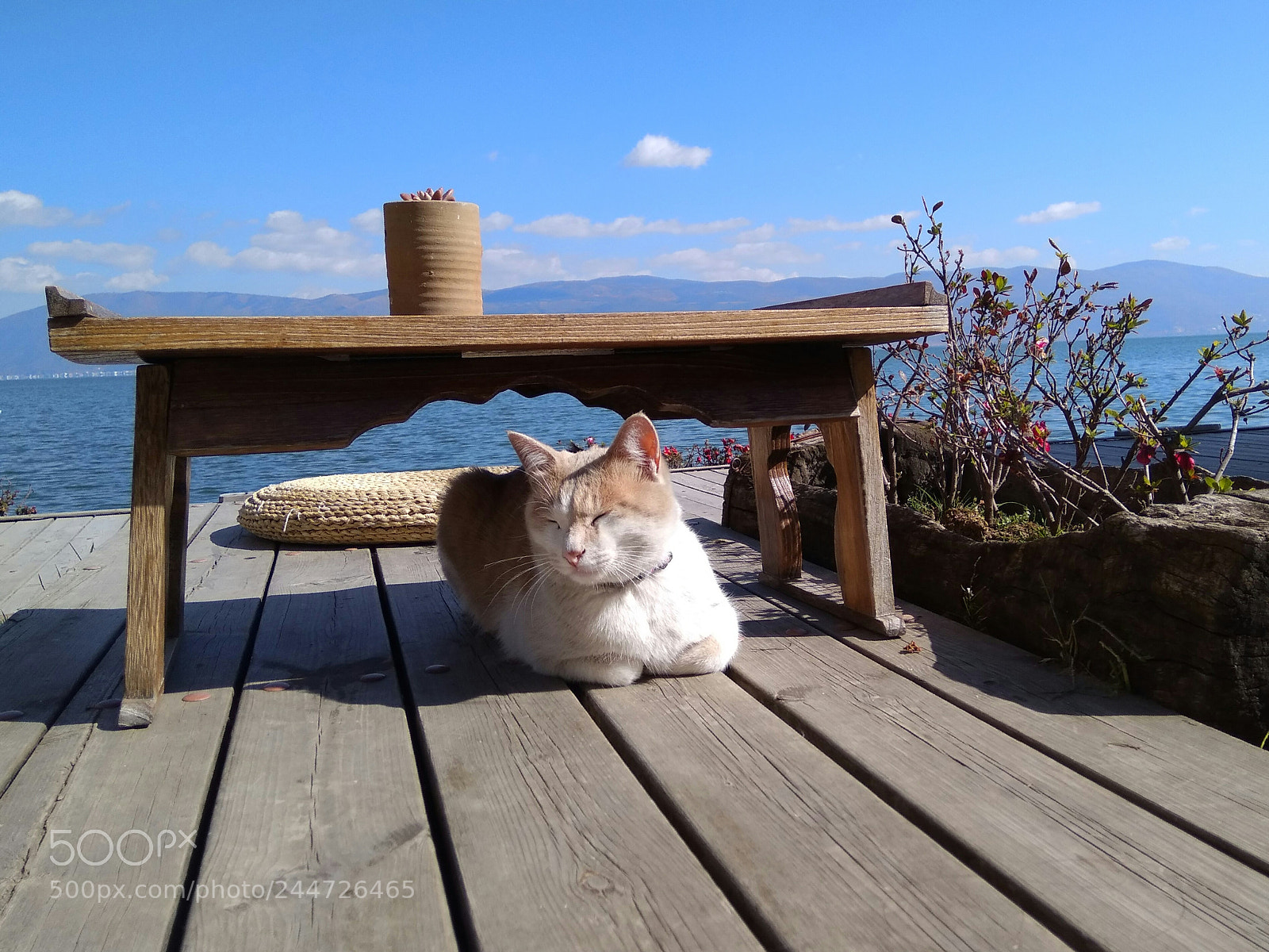 Xiaomi MI MAX sample photo. Untitled photography