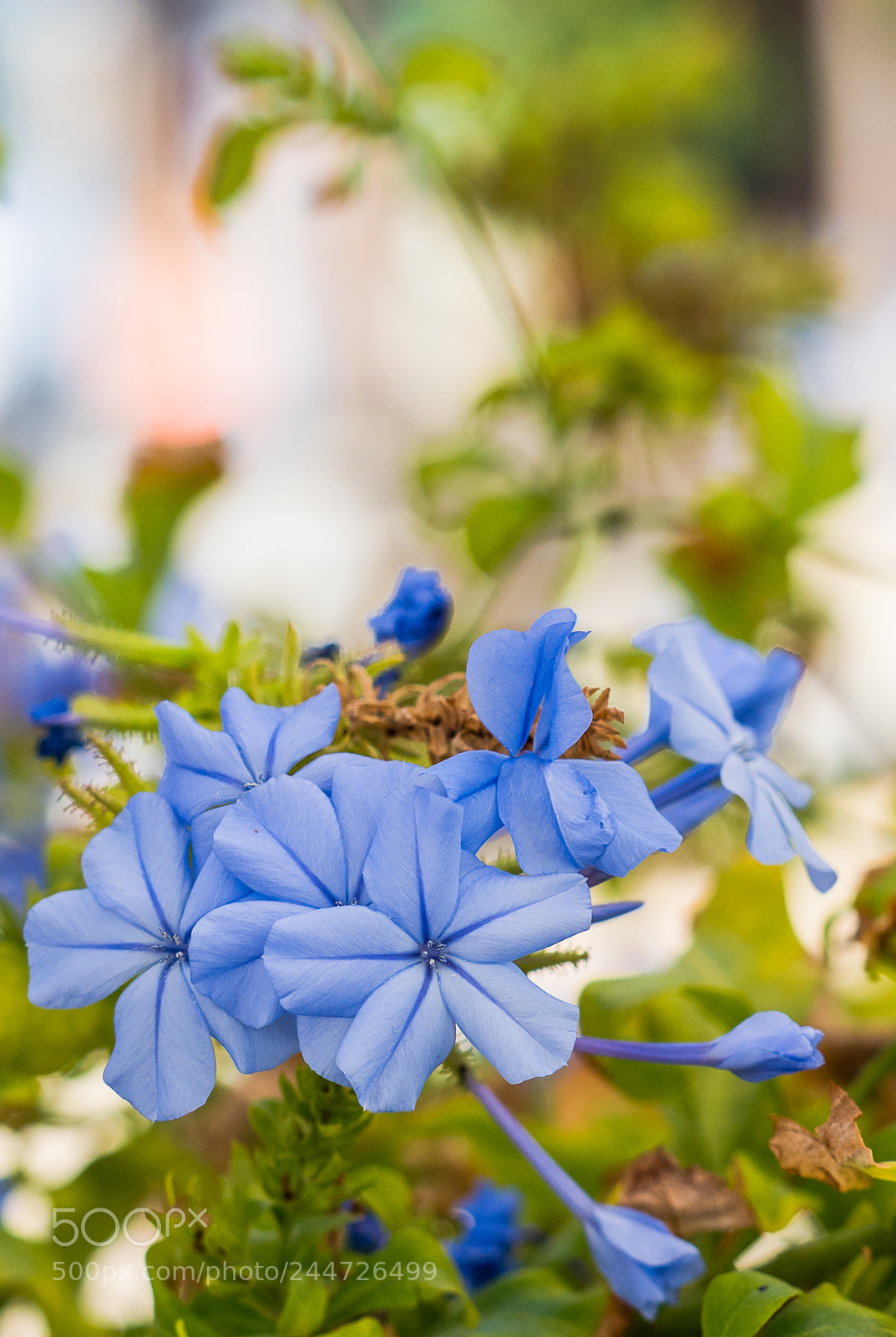 Olympus OM-D E-M1 Mark II sample photo. Olympus digital camera photography