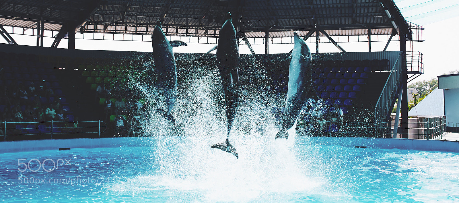 Canon EOS 1000D (EOS Digital Rebel XS / EOS Kiss F) sample photo. Dolphins photography