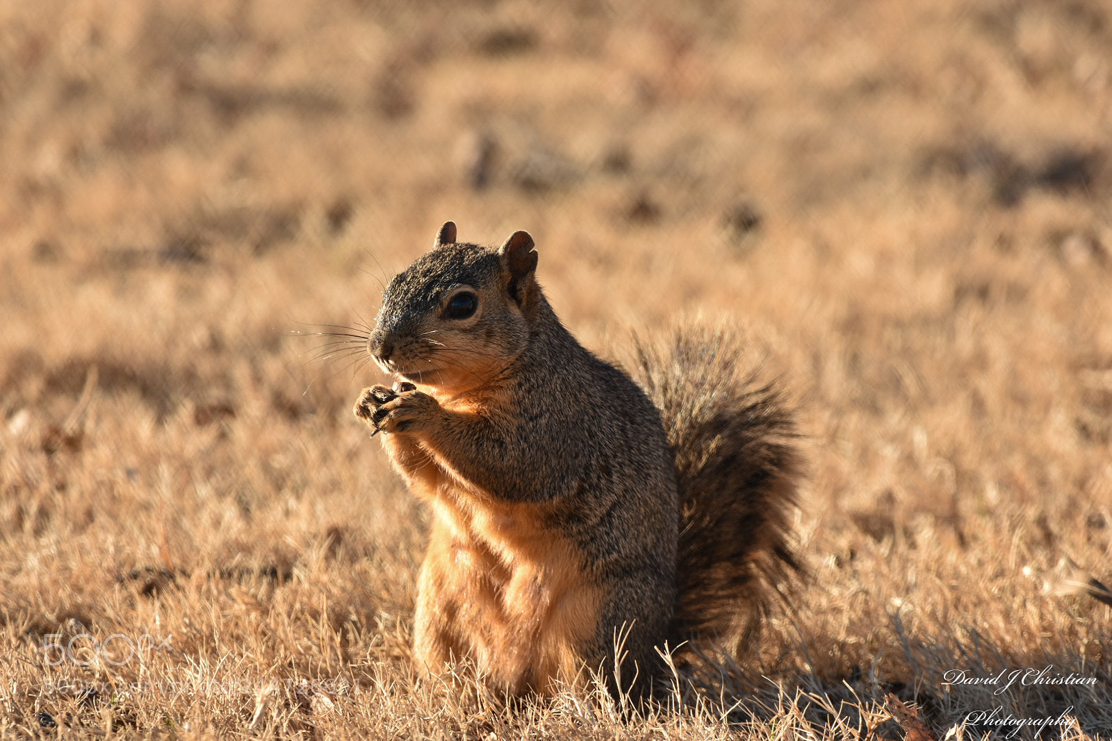 Nikon D3400 sample photo. Squirrel enjoying the sun. photography