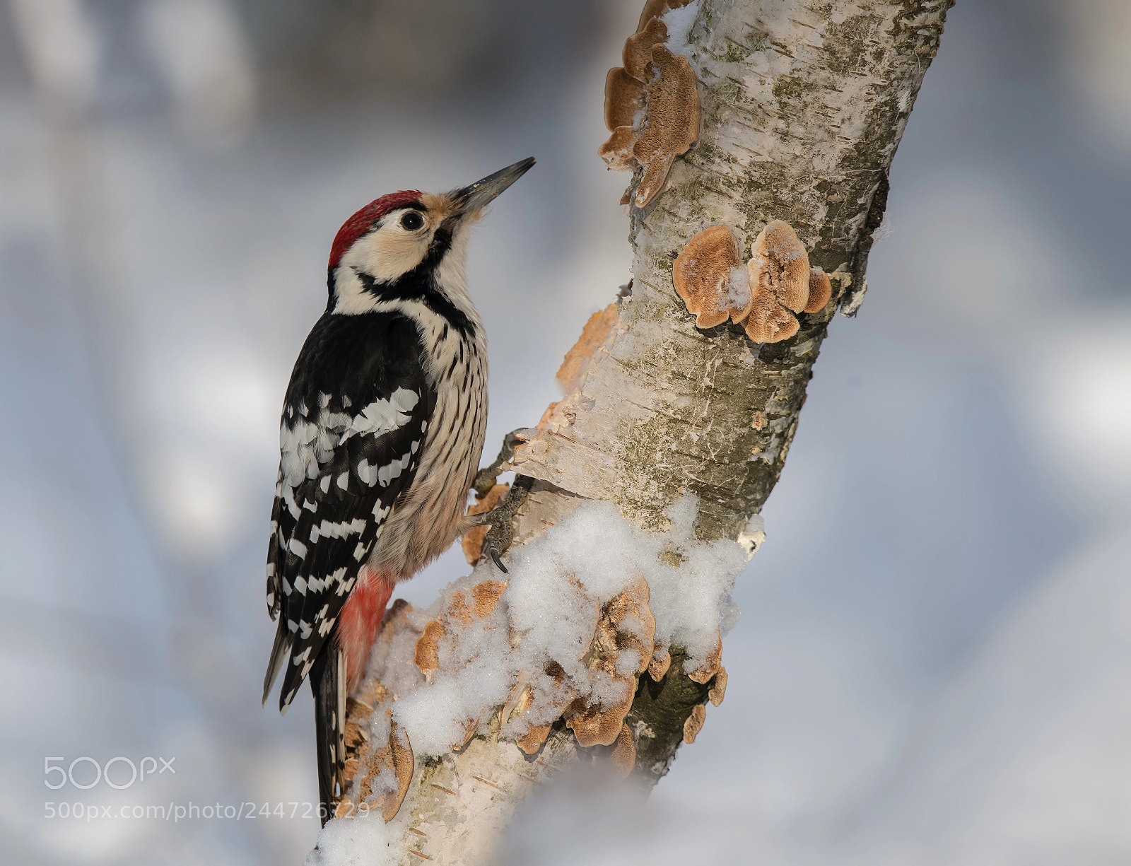 Nikon D850 sample photo. White-backed woodpecker photography