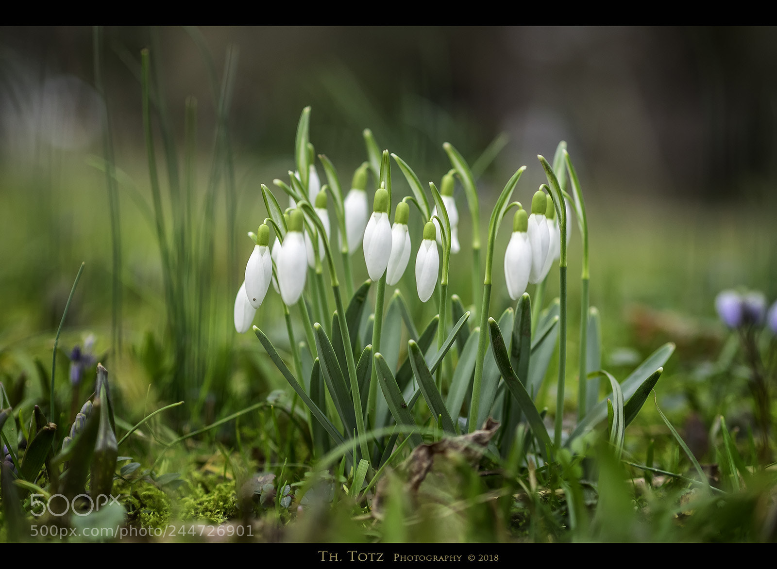 Olympus OM-D E-M1 sample photo. Snowdrops photography