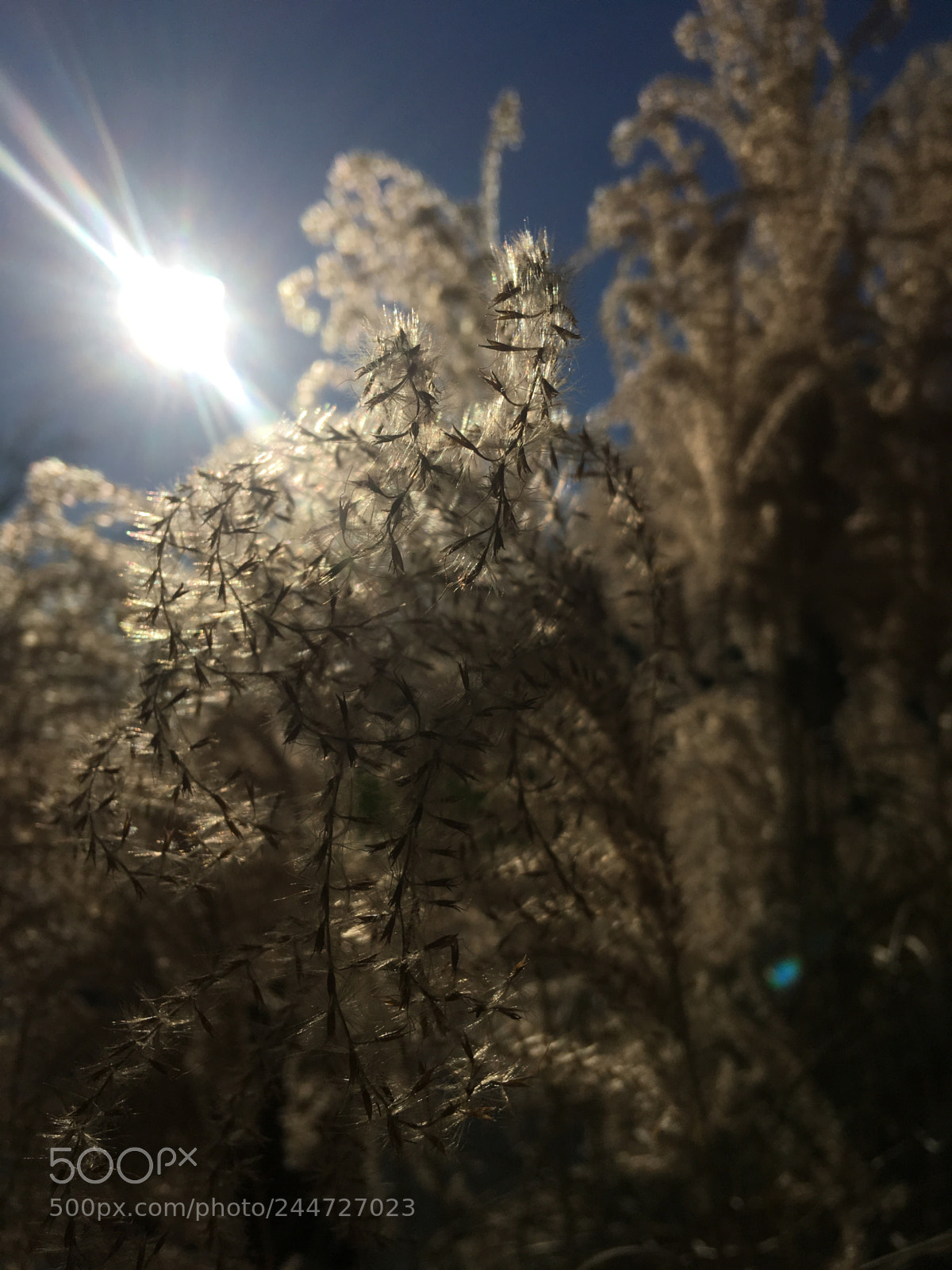Apple iPhone SE sample photo. Untitled photography